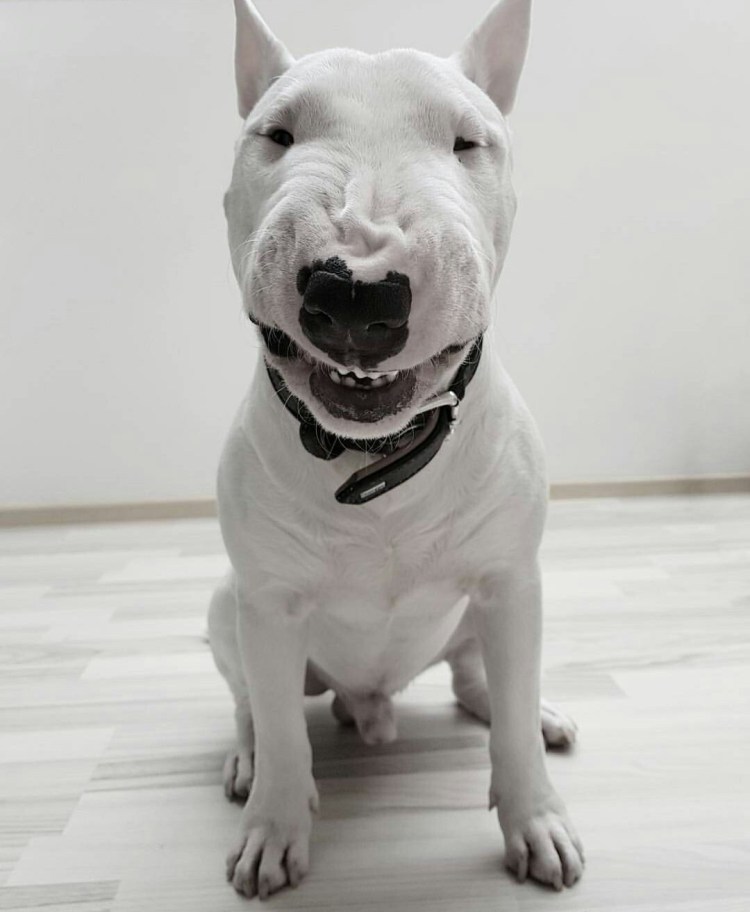 Аргентинский дог злой