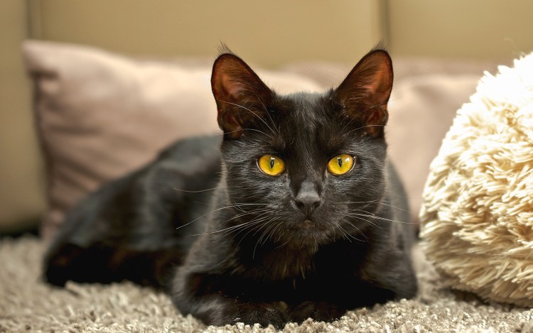 Бомбейская кошка злая