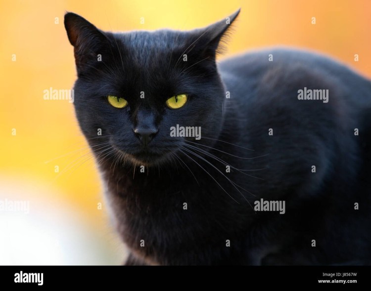 Картинки на рабочий стол черный кот