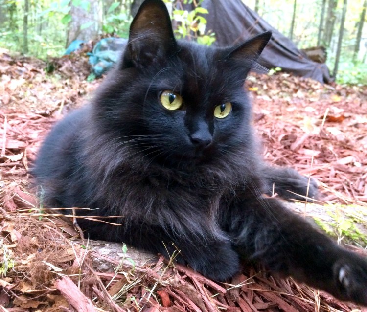 Сибирский кот черный