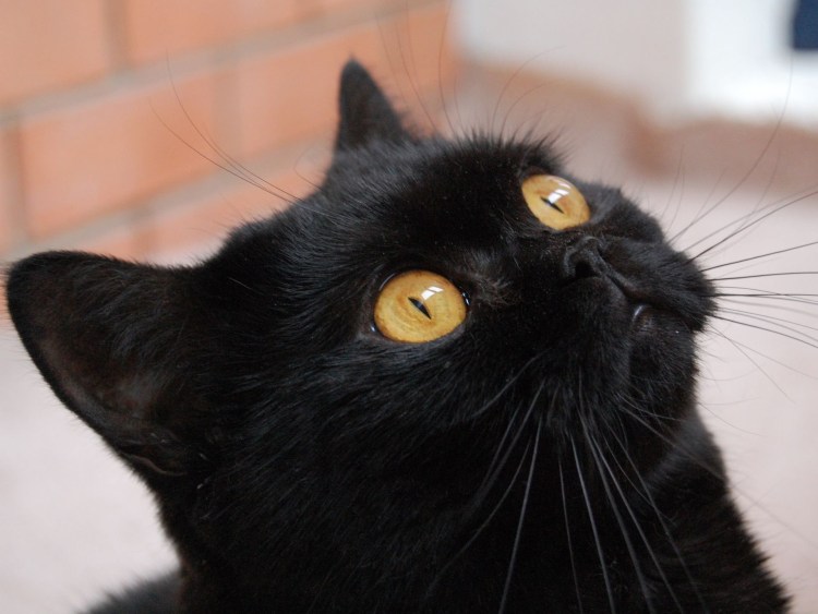 Черная Бомбейская кошка с желтыми глазами