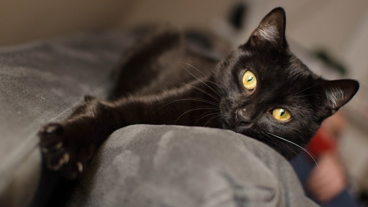 Британец гладкошерстный черный