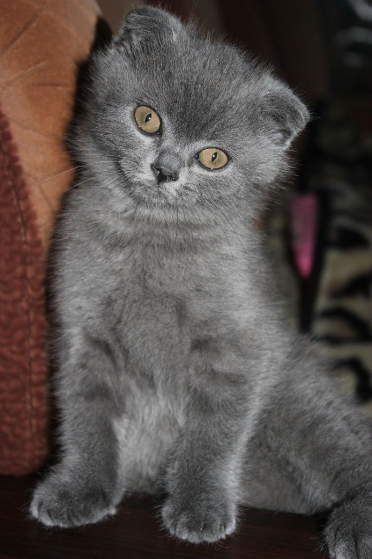 Шотландские котята вислоухие скоттиш фолд пепельный
