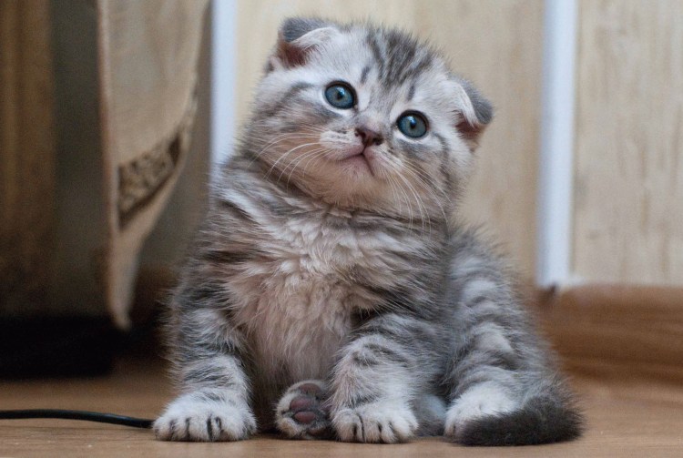 Британец вислоухий котенок полосатый