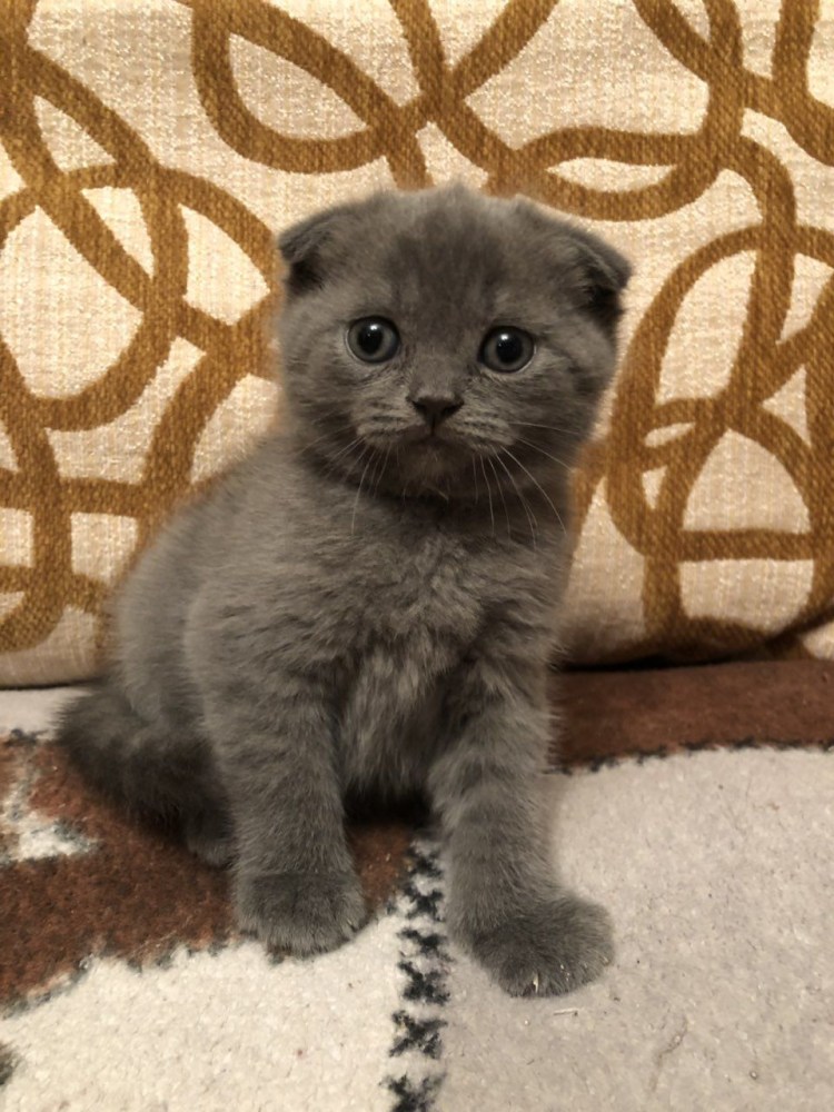Шотландская вислоухая котенок голубой 2 месяца