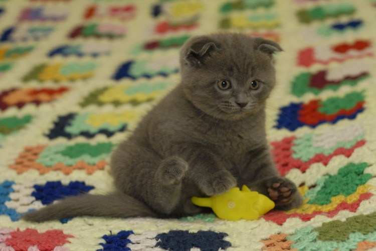 Шотландские котята вислоухие мальчики