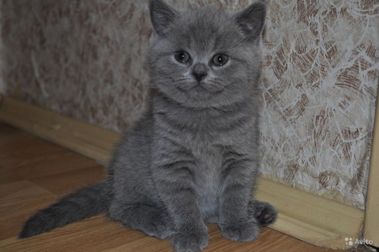 Скоттиш страйт серый котенок