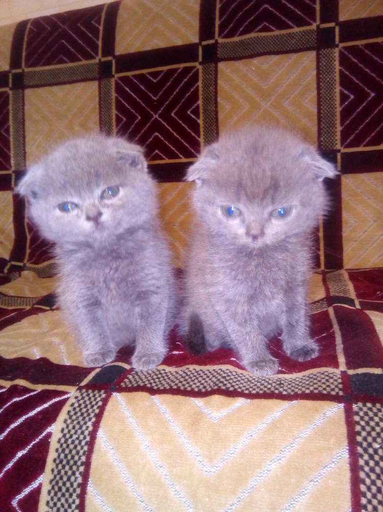 Шотландская вислоухая котята 2 недели