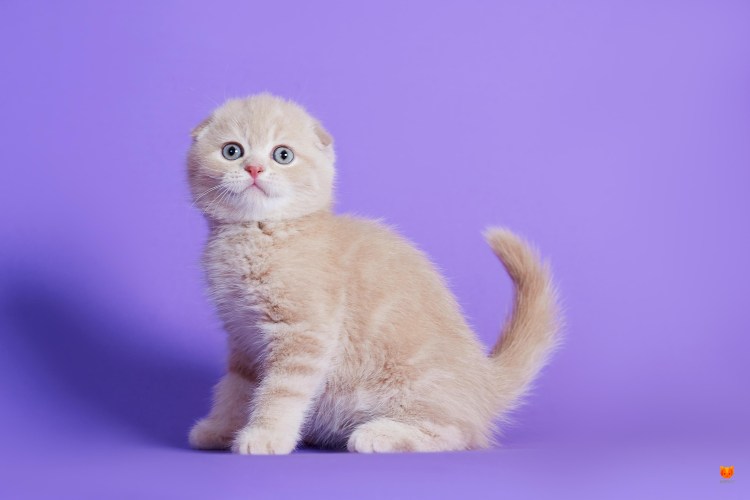 Скоттиш-фолд Шотландская вислоухая кремовый