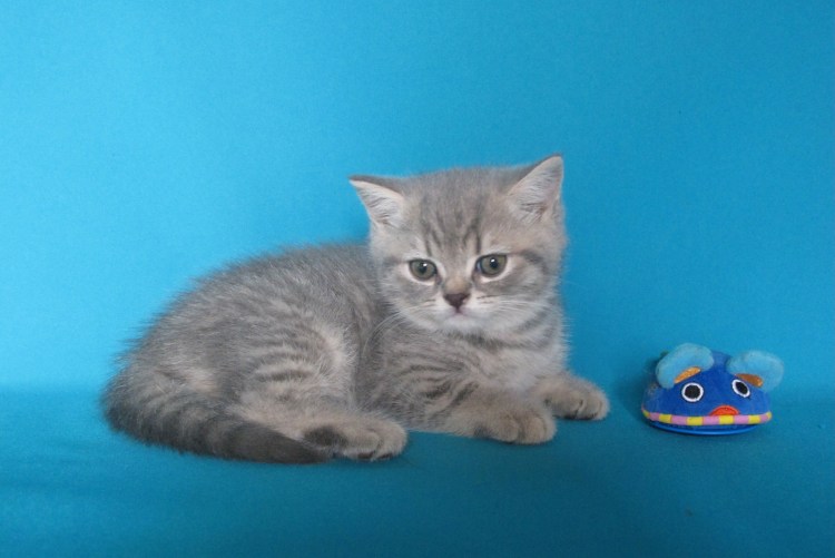 Шотландская страйт голубой табби