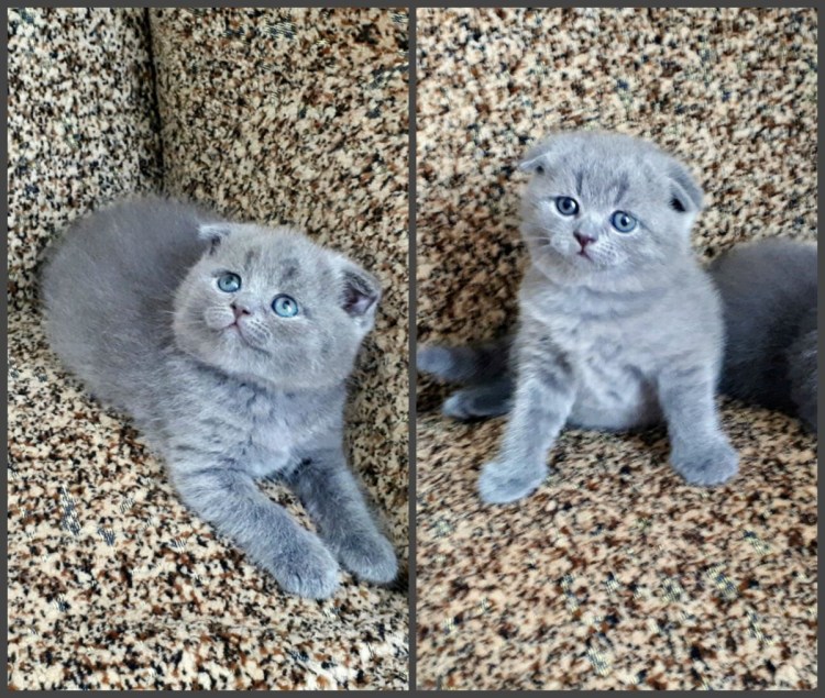 Голубые вислоухие котята