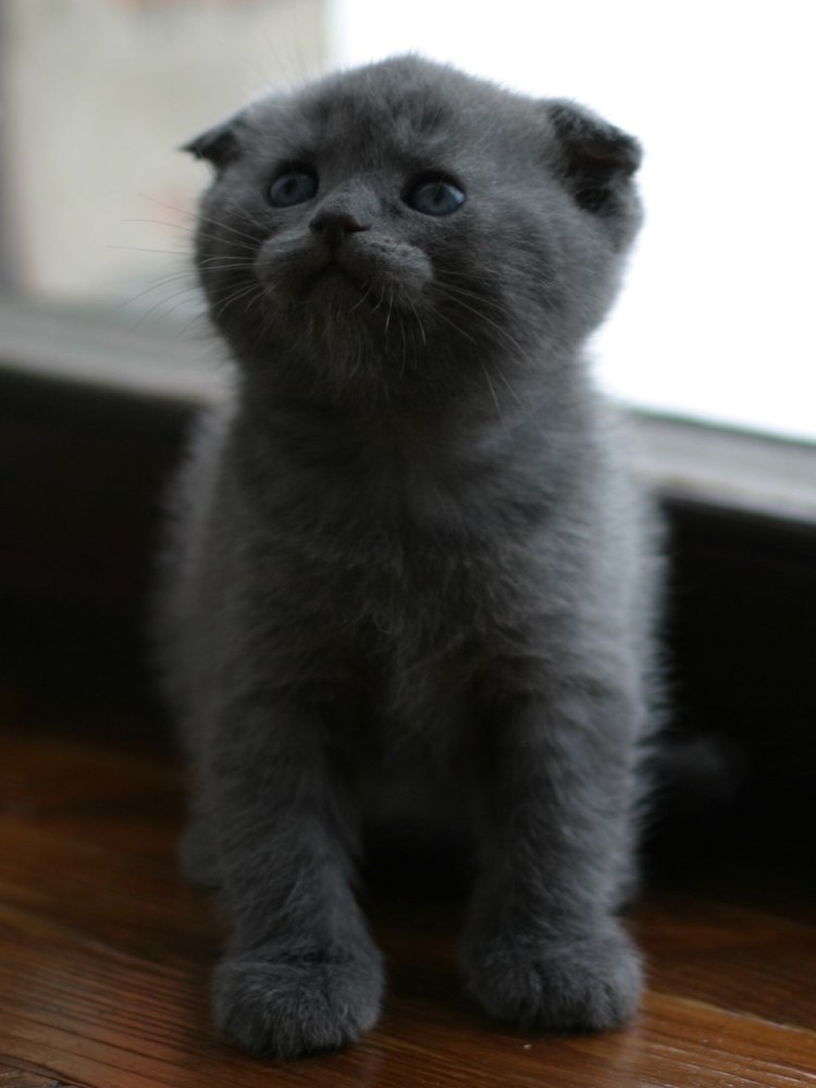 Шотландец вислоухий голубая