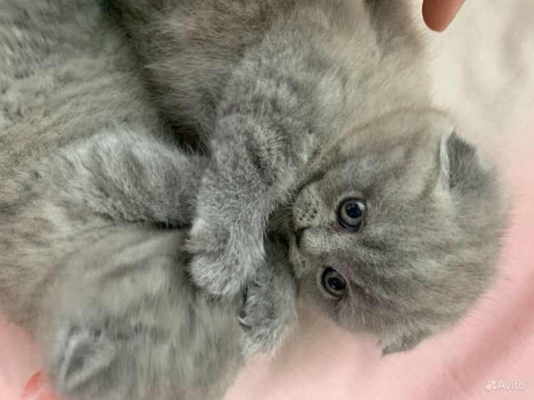 Кот шотландский вислоухий 700р Гусь-Хрустальный.