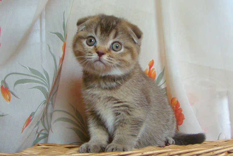 Шотландская вислоухая короткошёрстная кошка котята