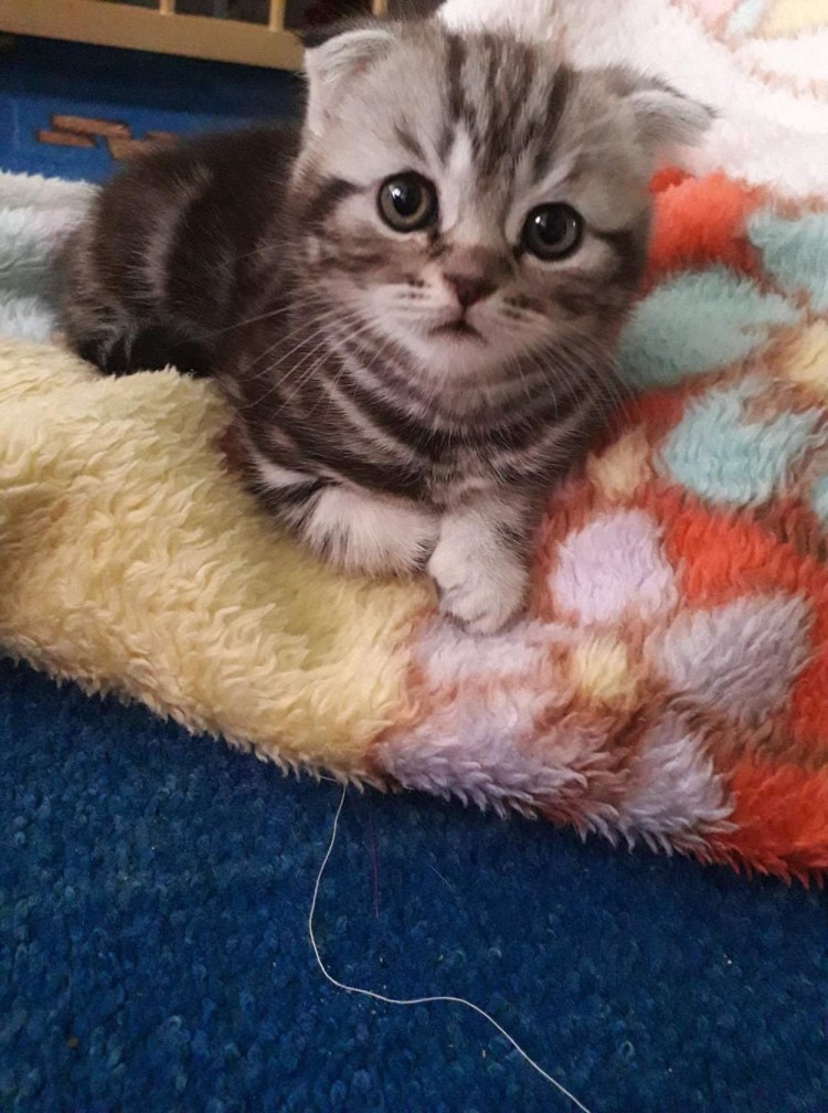Карликовый шотландский кот вислоухий