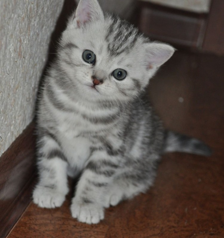 Шотландские котята вискас