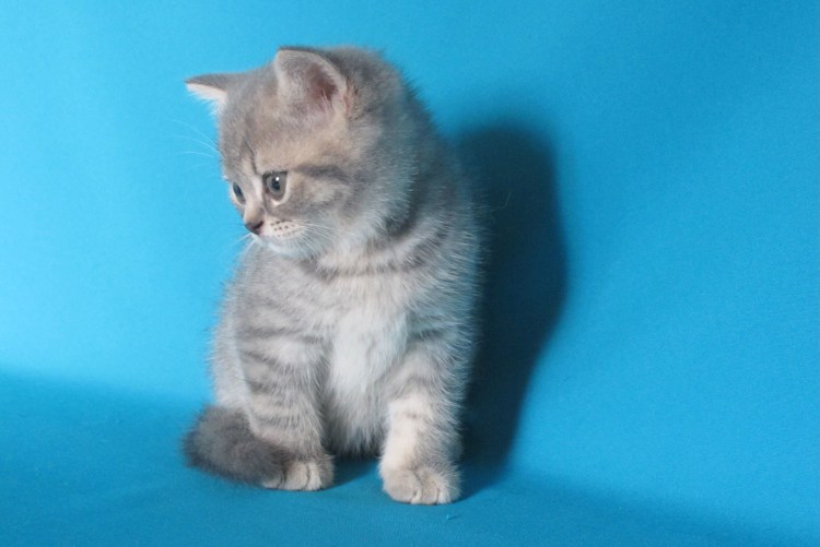 Голубой табби шотландской кошки