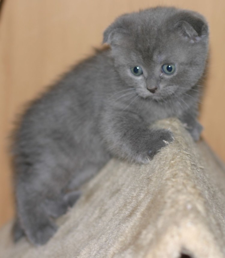 Шотландский вислоухий голубой котенок