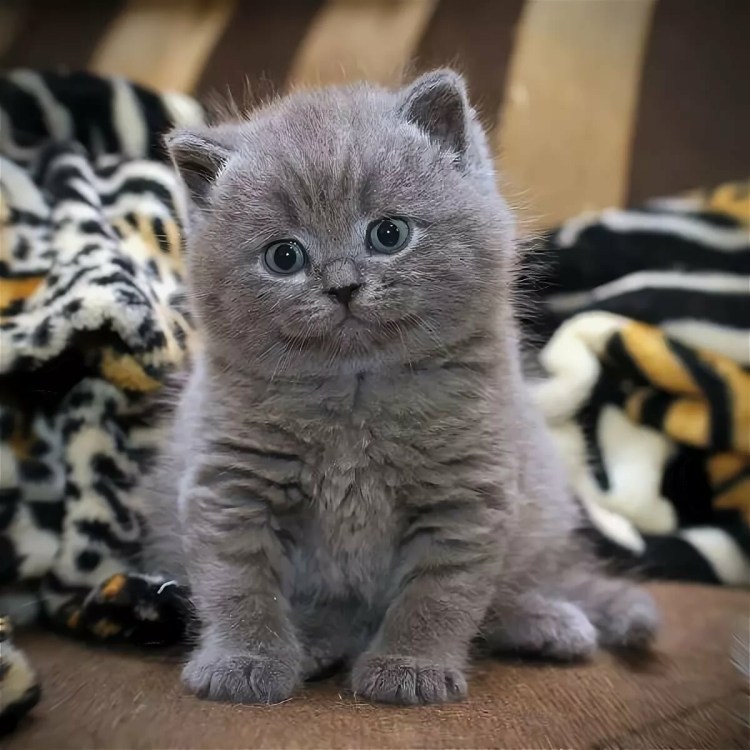 Вислоухий пушистый британец котенок