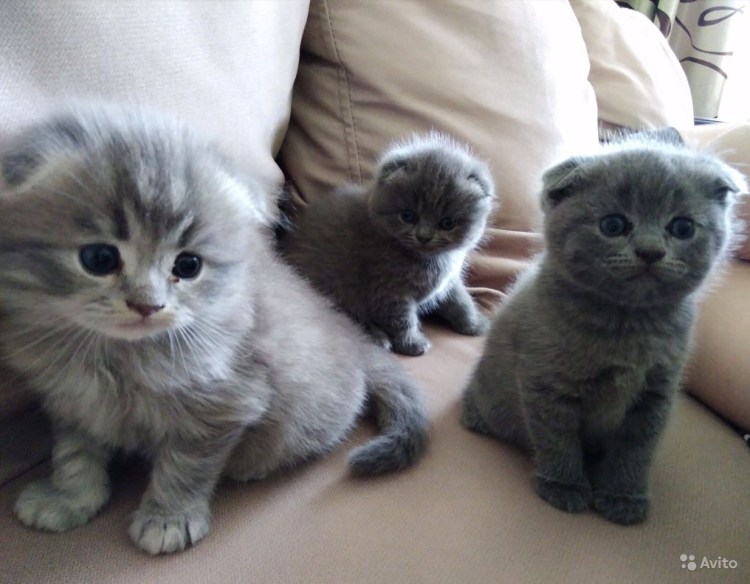Чистокровный шотландец котенок