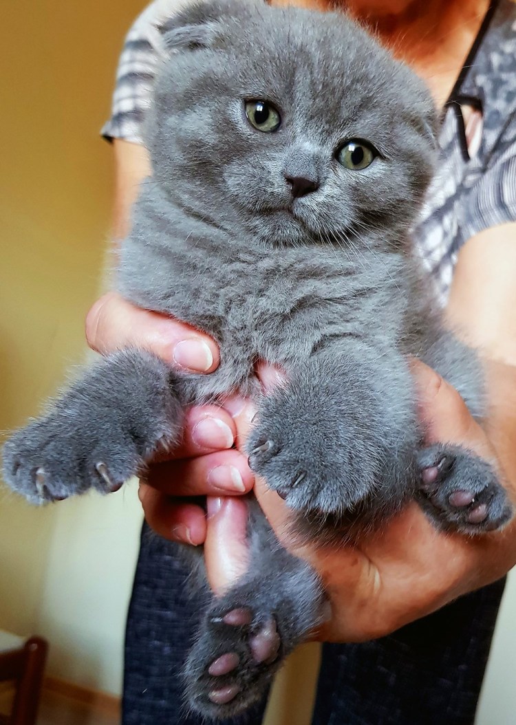 Котята вислоухие полукровные шотландцы