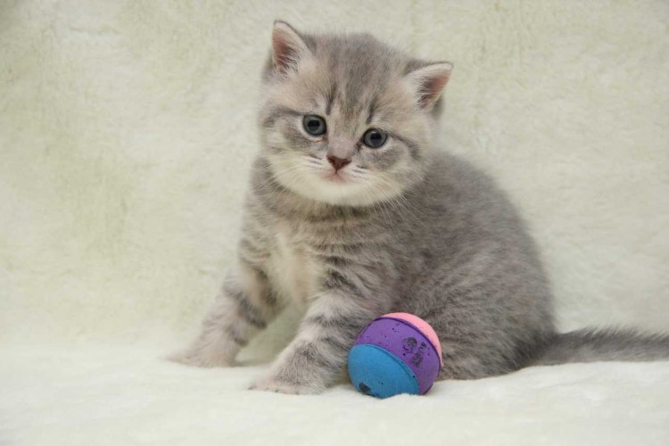 Голубой табби британец