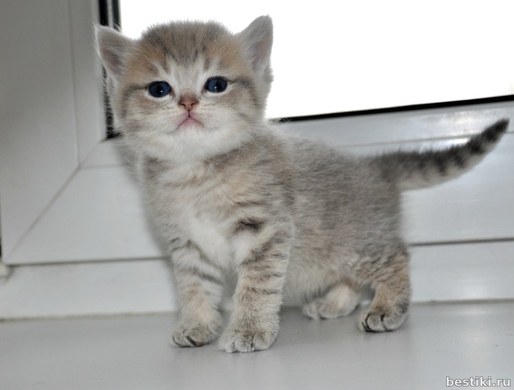 Клички для кошек девочек шиншилл шотландцев