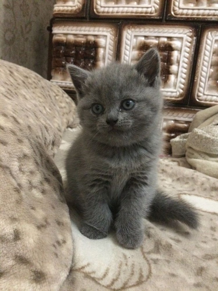 Шотландский котенок прямоухий серый