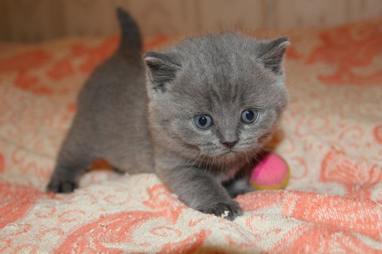 Шотландские прямоухие мальчик