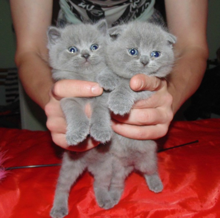 Шотландские котята вислоухие и прямоухие