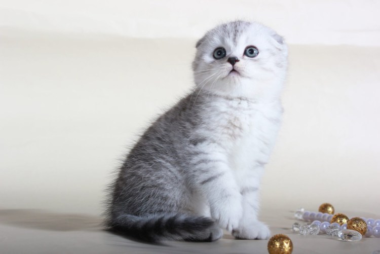 Манчкин шиншилла вислоухая