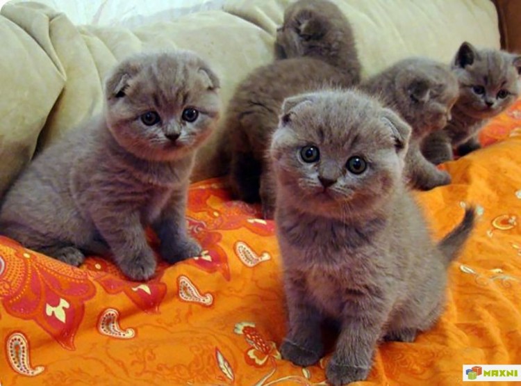 Шотландская вислоухая кошка голубая Тедди