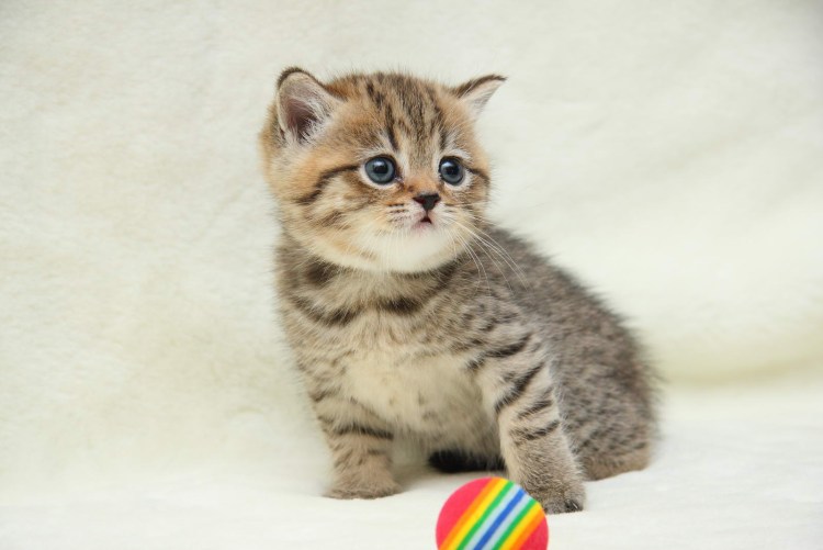 Британские полосатые котята имена