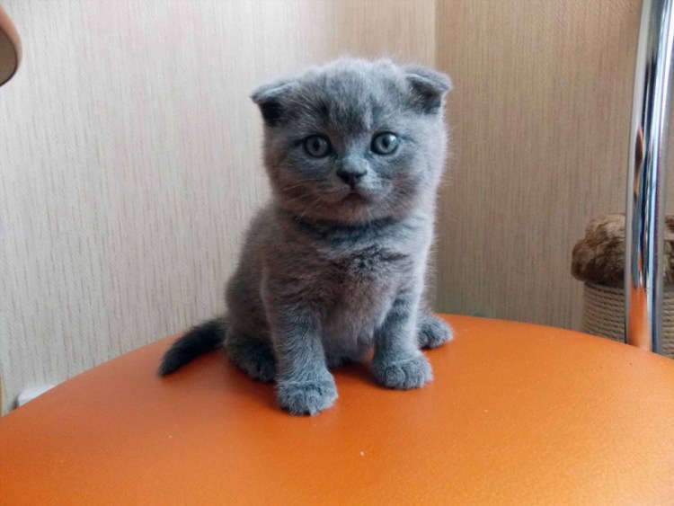 Вислоухие котята шотландцы Андрей