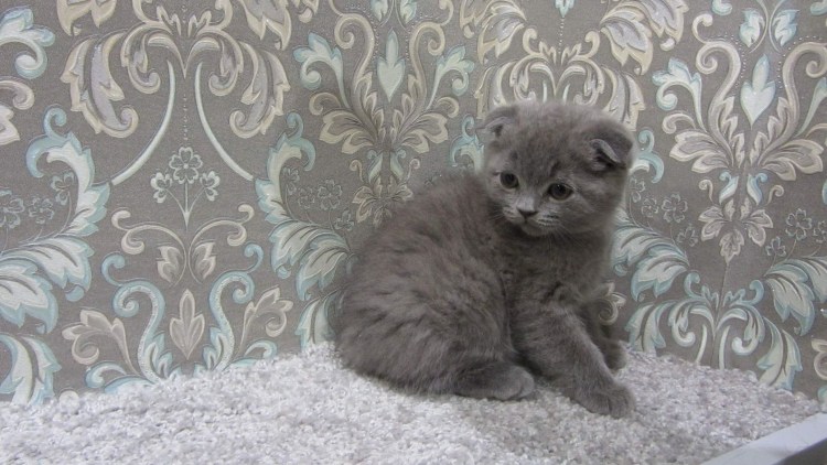 Кличка для породистого кота