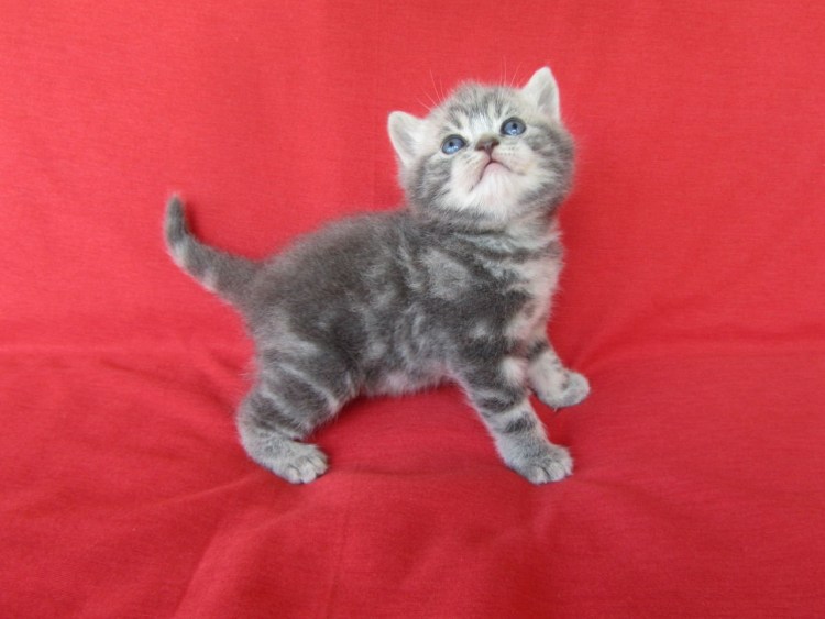 Шотландская прямоухая 3х цветная