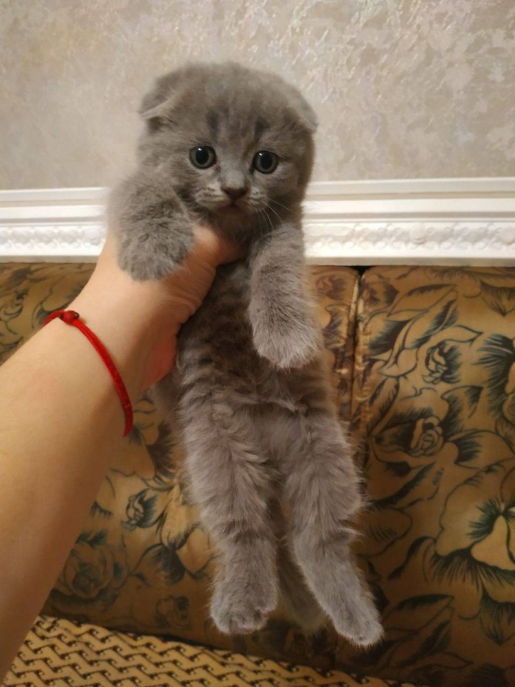Шотландские котята мальчики