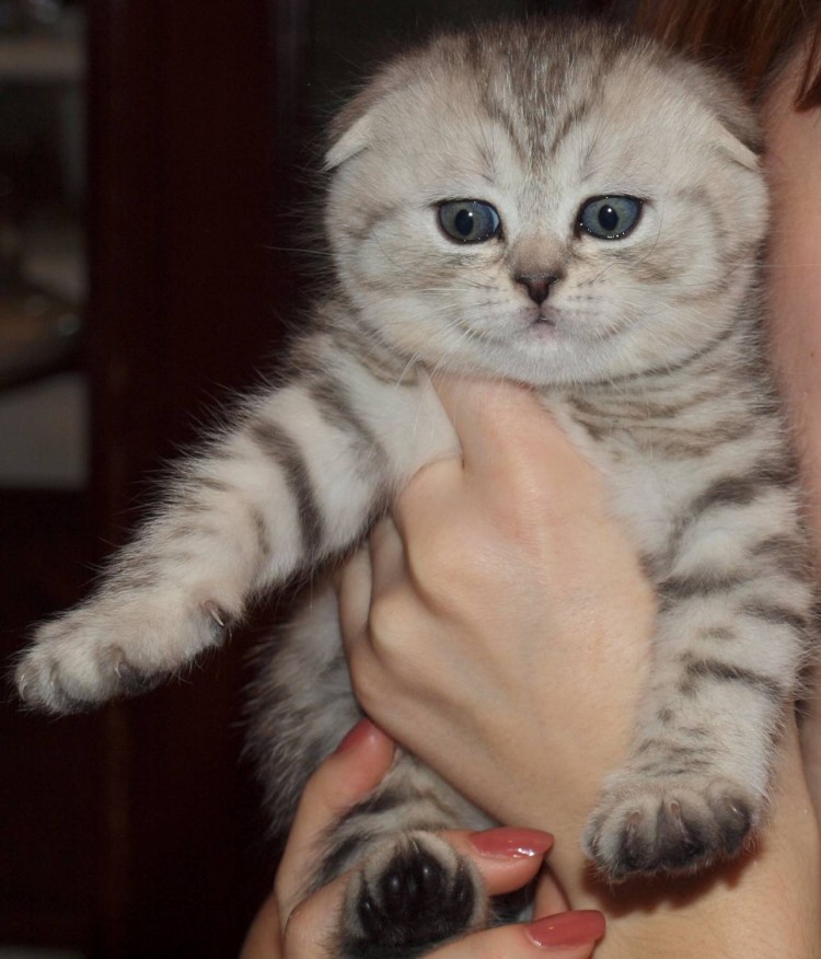 Имя для кошки шотландской