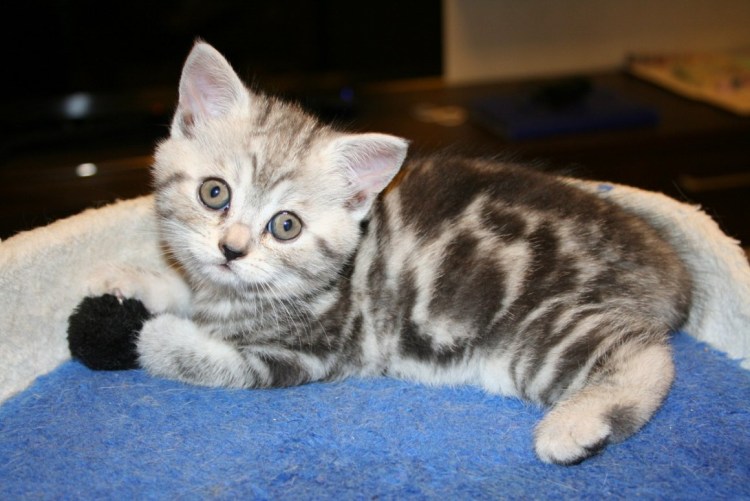 Шотландская кошка прямоухая мраморная