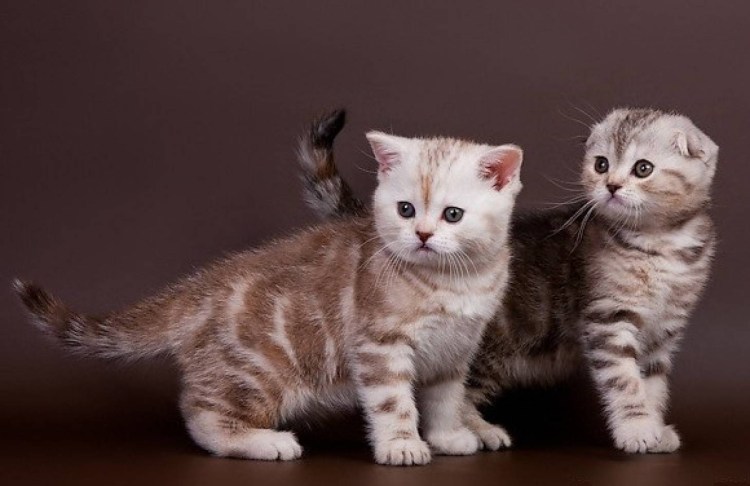 Шотландские котята вислоухие и прямоухие