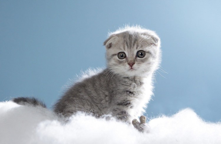 Шотландская вислоухая кошка милая