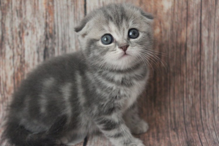 Шотландская вислоухая кошка голубая мраморная