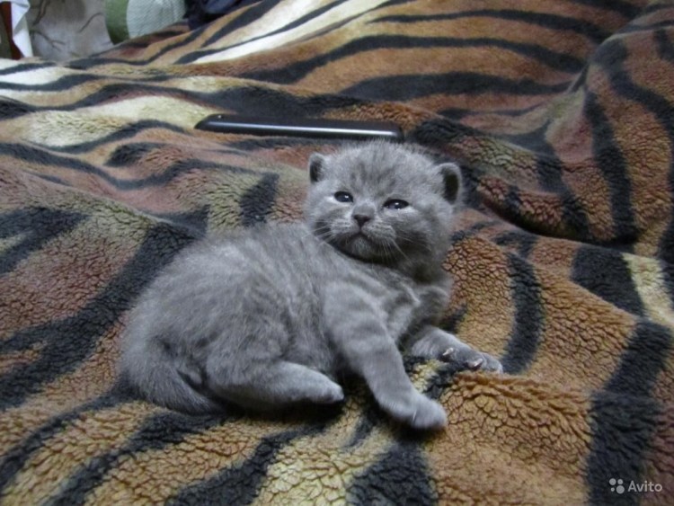 Котенок британский вислоухий котенок серенький