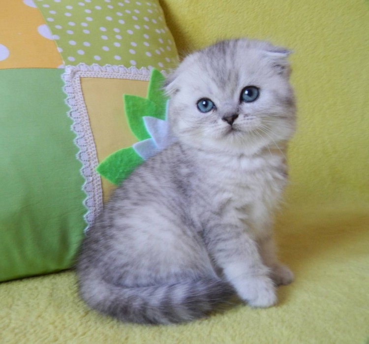 Котенок скоттиш фолд мальчик шотландский