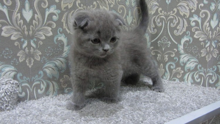 Вислоухие британцы котята 2 месяца