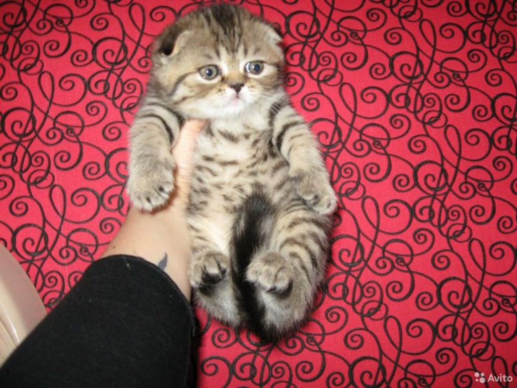Скоттиш фолд тигровый