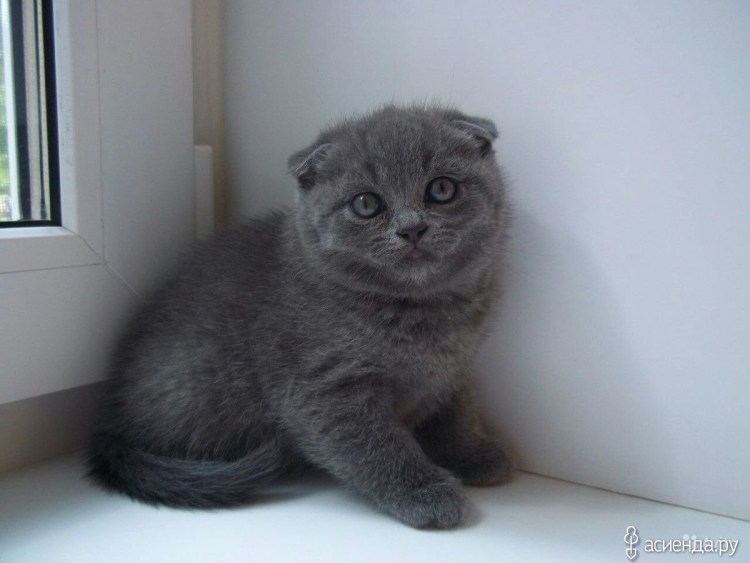 Шотландская скоттиш фолд дымчатый