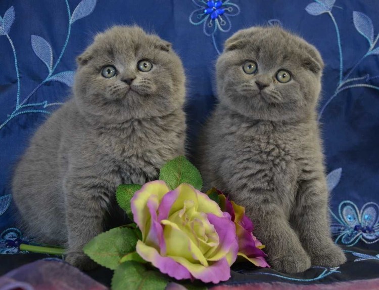 Шотландский вислоухий кот голубой