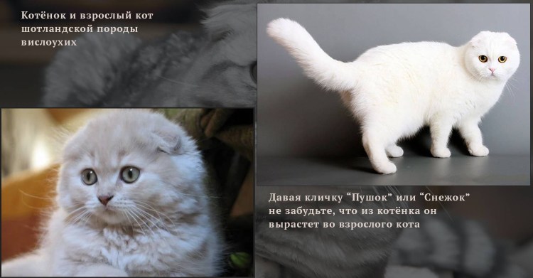 Шотландский вислоухий голубой котенок