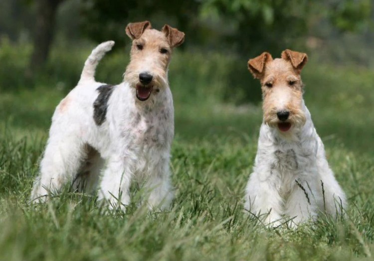 Бордер терьер